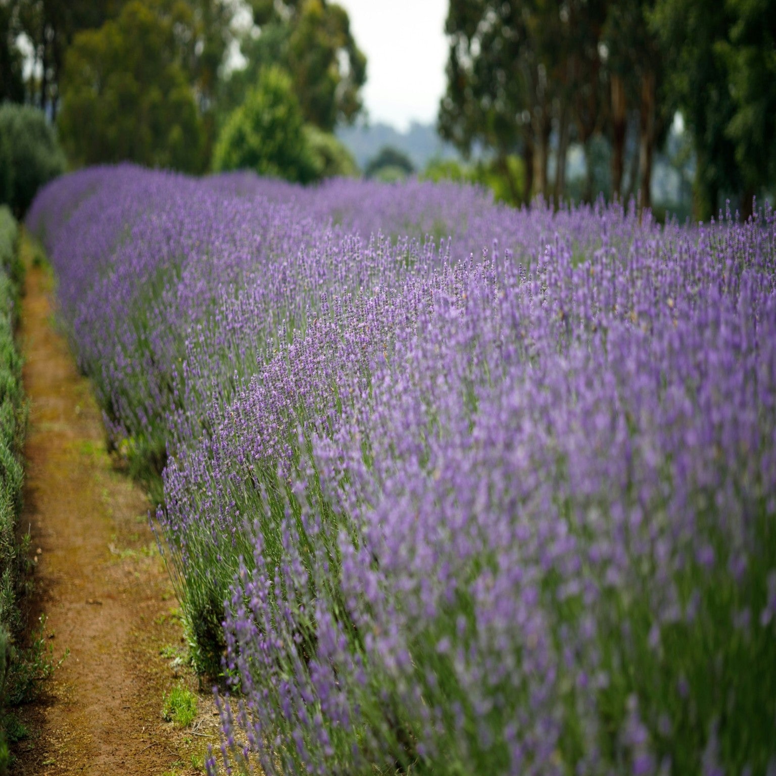 Lavender Essential Oil